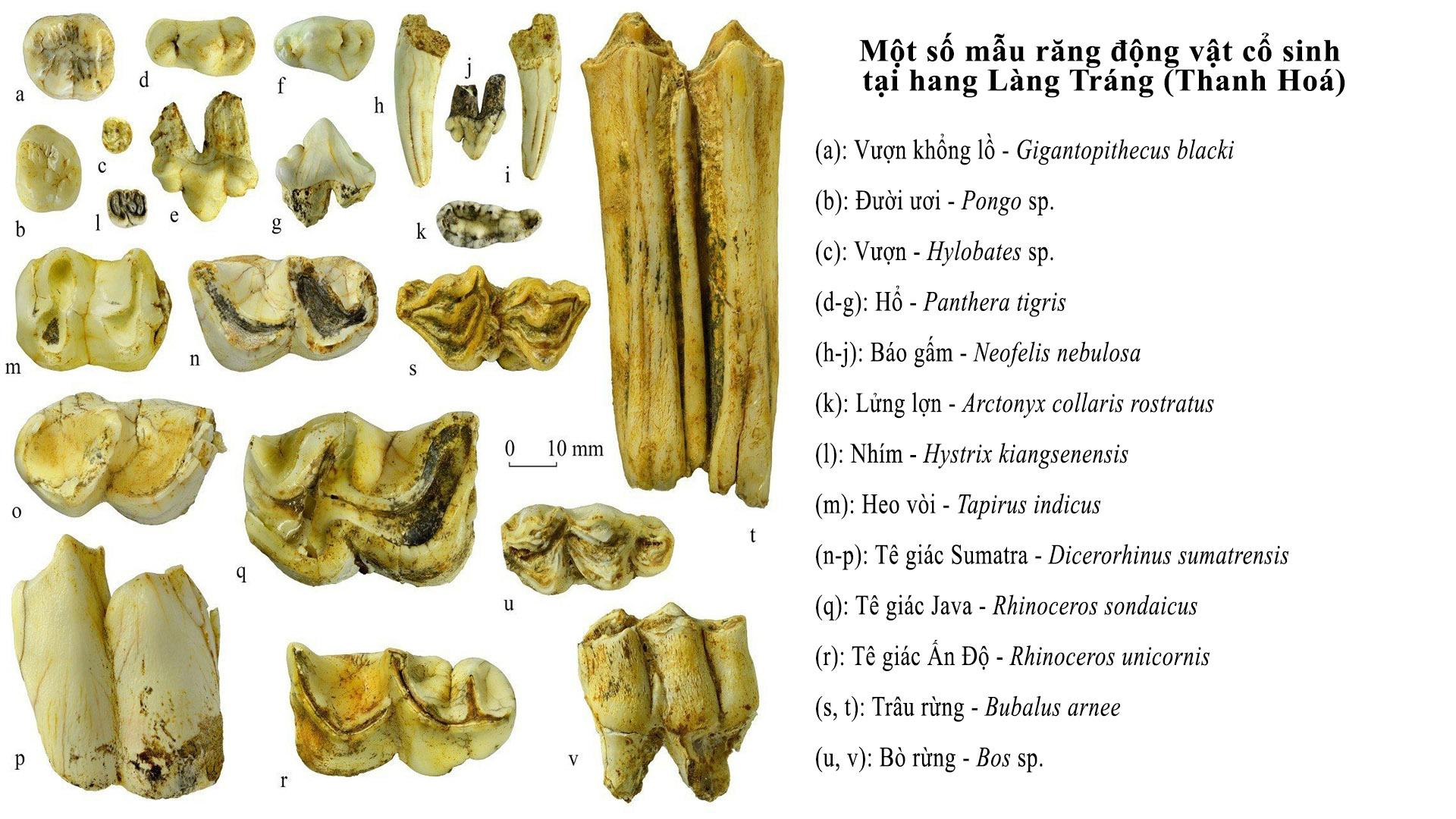 Những phát hiện mới về hệ động vật cổ sinh tại hang Làng Tráng và môi trường sống ở Thế Pleistocene
